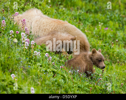 Sow (female) Grizzly bear (Ursus arctos horribilis) with cubs, near Highway Pass, Denali National Park, Alaska, USA Stock Photo