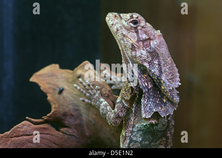 Frill-necked lizard  - Chlamydosaurus kingii - in captivity. Stock Photo