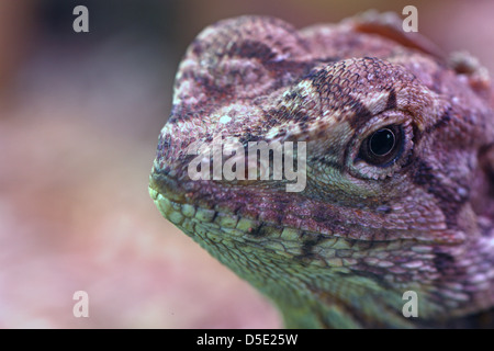 Frill-necked lizard  - Chlamydosaurus kingii - in captivity. Stock Photo