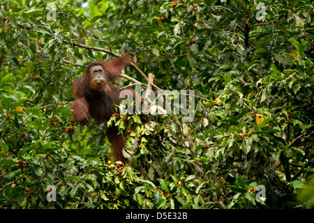 Bornean orangutan (Pongo pygmaeus) swinging in the trees Stock Photo