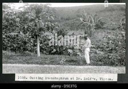Mary Agnes Chase's Field Work in Brazil, Image No. 1935. Cutting Stenotaphrum at Dr. Rolf's, Vicosa. Stock Photo