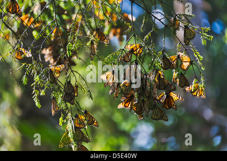 Clusters of Monarch Butterflies on the pine trees, Michoacan, Mexico Stock Photo