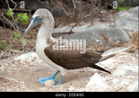Blue Footed Boobie or Booby (Sula nebouxii) standing over an egg Stock Photo