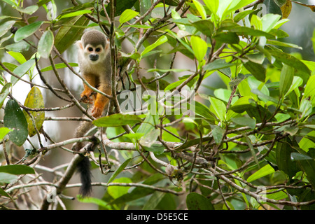 An Ecuadorian Squirrel Monkey (Saimiri cassiquiarensis macrodon) Stock Photo