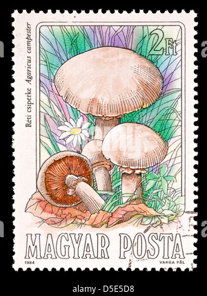 Postage stamp from Hungary depicting a field mushroom (Agaricus campester) Stock Photo