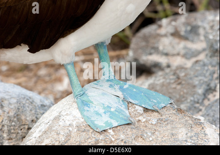 The feet of the Blue Footed Boobie or Booby (Sula nebouxii) Stock Photo
