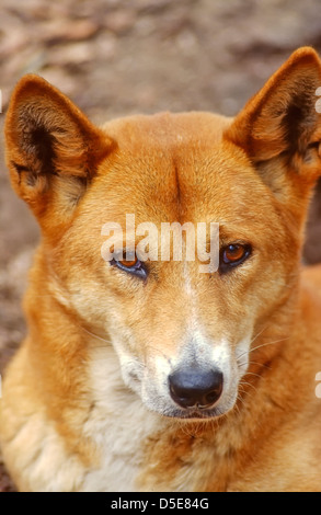 The dingo (Canis lupus dingo) is a free-roaming dog found mainly in Australia, as well as southeast Asia, Stock Photo