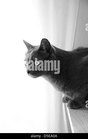 Young, female Russian blue sat by window. Stock Photo