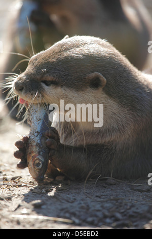 Asian short-clawed otter (Aonyx cinerea), also known as the Asian small-clawed otter or oriental small-clawed otter Stock Photo