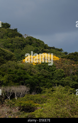 Gold Trees, sci.name; Tabebuia guayacan, near Gamboa, Soberania national park, Republic of Panama. Stock Photo
