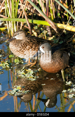 Blue-winged Teal - Green Cay Wetlands - Boynton Beach, Florida USA Stock Photo