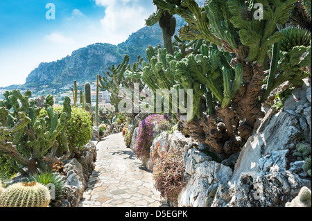 Garden cacti and succulents in Monaco Stock Photo