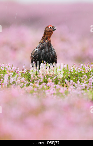 Male red grouse (Lagopus lagopus scoticus) sat among flowering heather in heavy rain. Stock Photo