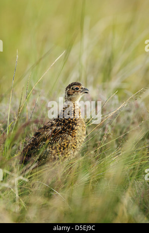 Red grouse (Lagopus lagopus scoticus) well grown chick calling from among tall grass Stock Photo