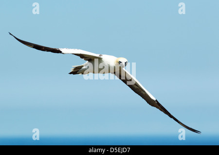Northern gannet (Morus bassanus) in flight view set against a blue sea and sky at Bempton Cliffs RSPB reserve Stock Photo