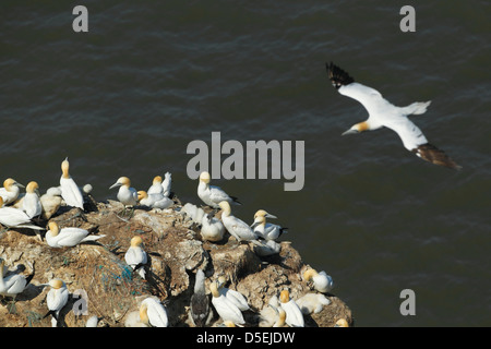 Northern gannet (Morus bassanus) nesting colony with one bird coming in to land at Bempton Cliffs RSPB reserve Stock Photo