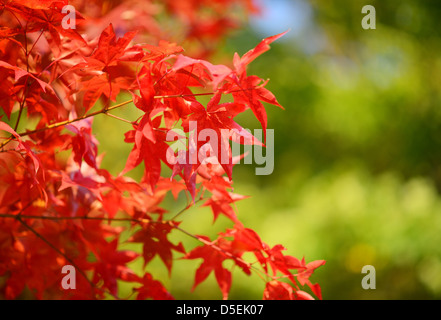 japanese maples in red color Stock Photo
