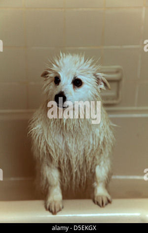 American Eskimo dog just having completed her bath. Stock Photo