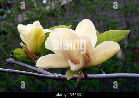 Cucumbertree Magnolia Stock Photo