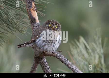 A Northern Pygmy-owl (Glaucidium gnoma) perched on a Ponderosa Pine, Missoula, Montana Stock Photo