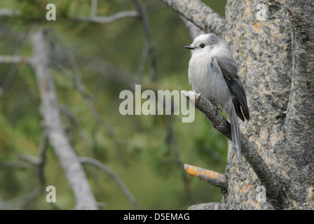 A Gray Jay (Perisoreus canadensis) perched on a Lodgepole Pine, Yellowstone National Park, Wyoming Stock Photo