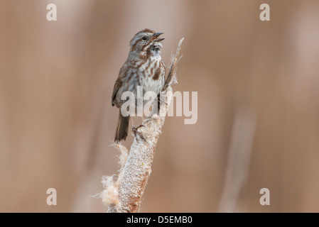 A singing Song Sparrow (Melospiza melodia), Lee Metcalf National Wildlife Refuge, Montana Stock Photo