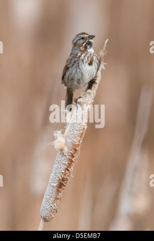 A Song Sparrow (Melospiza melodia) perched on a cattail, Lee Metcalf National Wildlife Refuge, Montana Stock Photo