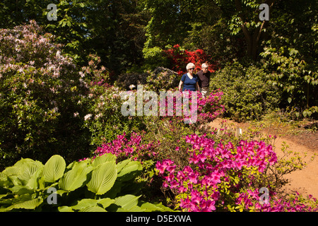 England, Berkshire, Windsor, Savill Garden, Rhododendron and Azaleas in The Spring Wood Stock Photo