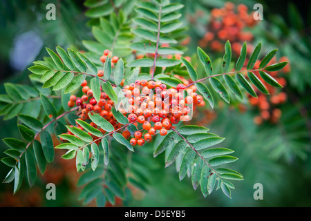 Sorbus in autumn, selective focus on berries Stock Photo