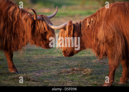 Highland cattle or Kyloe - An ancient Scottish breed of beef cattle, Highlands, Scotland Stock Photo