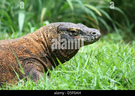 The Komodo dragon in consrvation Stock Photo