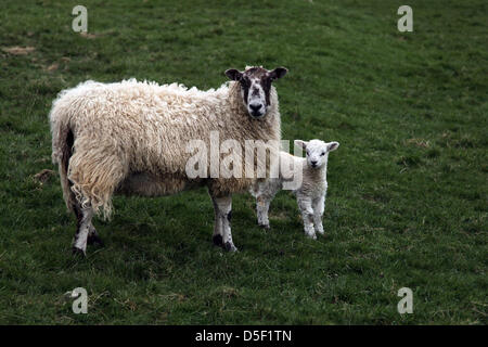 Chilton Candover, Hampshire, UK. 31st March, 2013.  A ewe with her lamb in Hampshire on Easter Sunday. This year's lambing season has been difficult for farmers due to the unseasonal cold weather. Credit: Rob Arnold/Alamy Live News Stock Photo