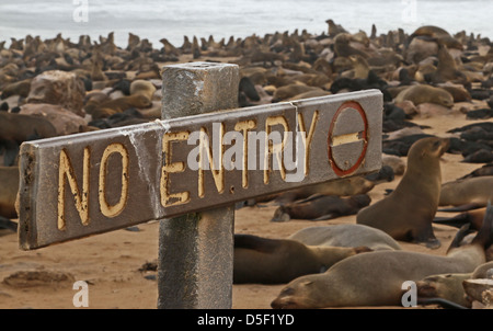 Seals at Cape Cross Stock Photo