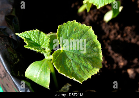 Organic Cucumber (Cucumis sativus) Plant growing in garden - Picolino F1 Hybrid variety Stock Photo