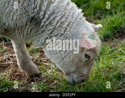 Lamb eating grass Stock Photo