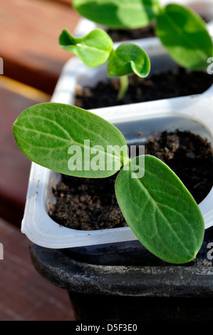 Close-up of Organic Cucumber (Picolino F1 Hybrid) seedlings growing in pots Stock Photo