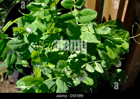 Organic Pea (Ambassador) and Dwarf Bean (Maxi) Plants growing together in garden Stock Photo