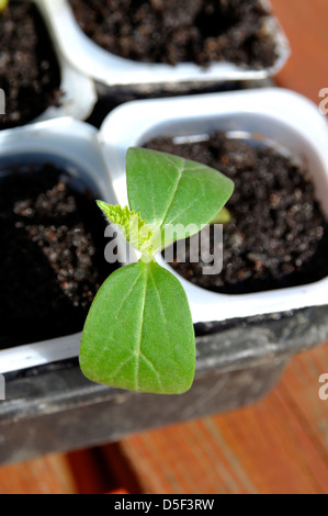 Organic Cucumber (Picolino F1 Hybrid) seedlings growing in pots Stock Photo