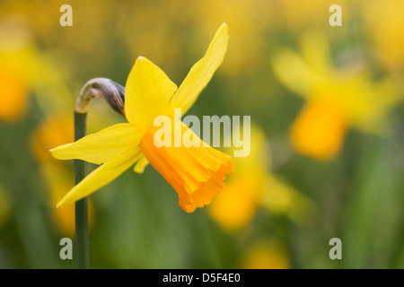 Narcissus 'Jetfire' in an English garden. Stock Photo