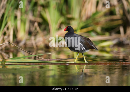 Moorhen feeding on the shores of the Haines Creek River in Lake County Leesburg, Florida USA Stock Photo