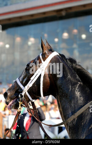 New Orleans, Louisiana, USA. 30th March, 2013. Revolutionary is seen after winning the 100th running of the Louisiana Derby at the Fair Grounds in New Orleans, LA. Stock Photo