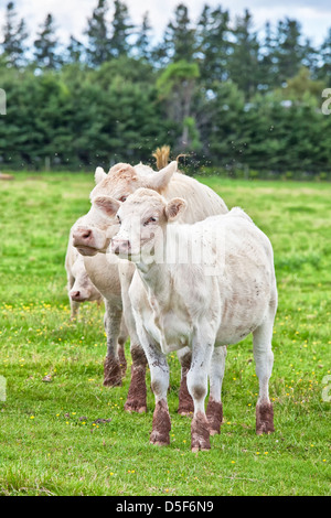 Young Charolais calves and cow grazing in a field and surrounded by thousands of flys. Stock Photo