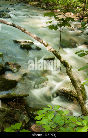 Mill Creek in the Ozark National Forest flows out of Blanchard Springs Caverns just upstream from this point. Stock Photo