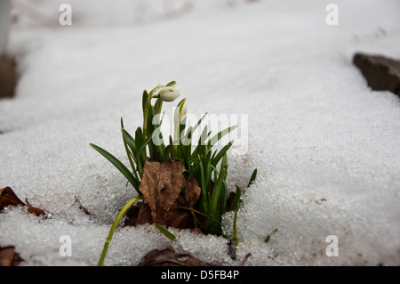 Snowbell flowers sprouting through snow and leaf litter in early spring Stock Photo