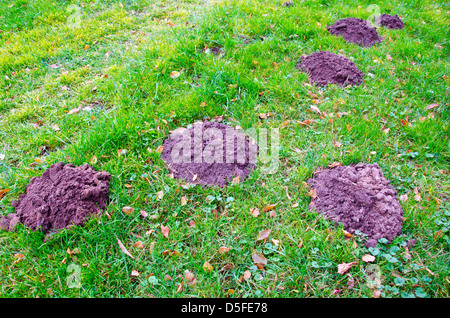 mole molehills on green grass in autumn garden Stock Photo