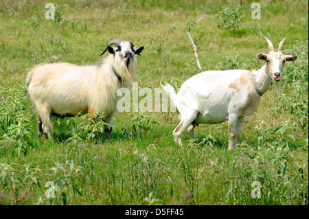 A billy and a nanny goat in a comedy stance on green pasture, near Bryan College Station, Texas, US Stock Photo