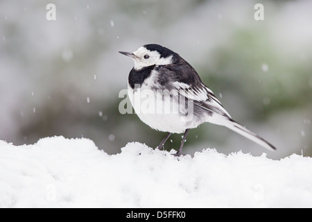 Pied wagtail (Motacilla alba) in a snow storm, side view. Also known as white wagtail. Stock Photo