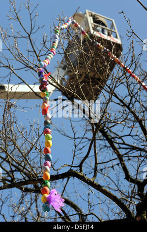 Osterholz-Scharmbeck, Germany, 01 April 2013. Parts of an Easter egg chain are hung into an oak tree on the market place of Osterholz-Scharmbeck. After many weeks of preparation the citizens of Osterholz broke the world record for the longest Easter egg chain with 13.623 hollowed and artfully painted eggs. An entry in the Guinness Book of Records can be expected. Photo: INGO WAGNER/Alamy Live News Stock Photo