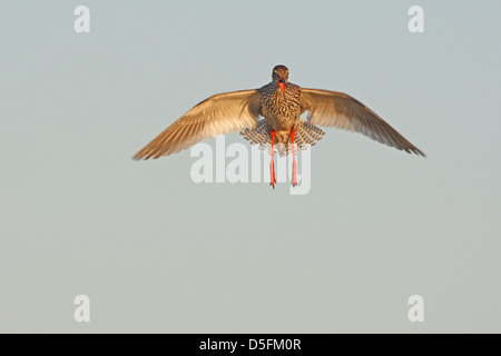 Common Redshank (Tringa totanus) in flight and calling Stock Photo