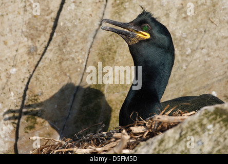 European Shag / Common Shag (Phalacrocorax aristotelis) on nest in rock face along the coast Stock Photo